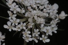 Daucus carota maximus