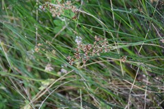 Juncus fontanesii
