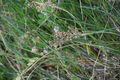 Juncus fontanesii