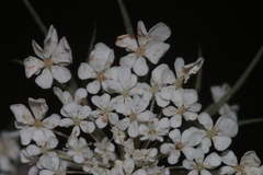 Daucus carota maximus
