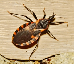Triatoma sanguisuga
