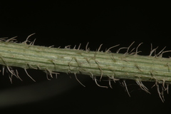 Daucus carota maximus