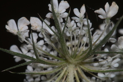 Daucus carota maximus