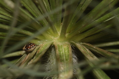 Daucus carota maximus