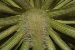 Daucus carota maximus