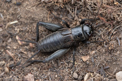 Gryllus saxatilis