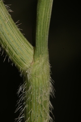 Daucus carota maximus