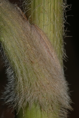 Daucus carota maximus