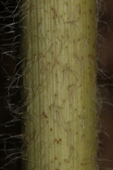 Daucus carota maximus