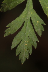 Daucus carota maximus