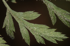 Daucus carota maximus