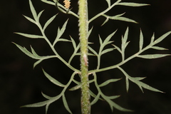 Daucus carota maximus