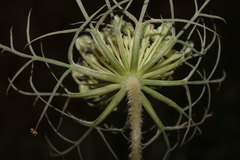 Daucus carota maximus