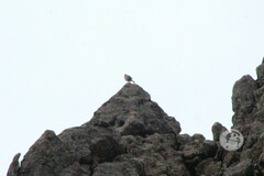 Salpinctes obsoletus