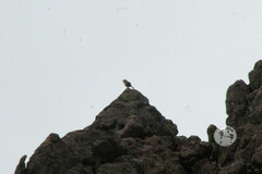 Salpinctes obsoletus