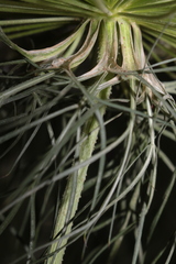 Daucus carota maximus