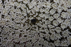 Daucus carota maximus