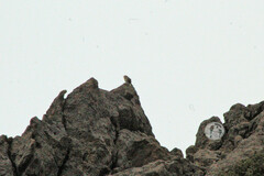 Salpinctes obsoletus