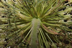 Daucus carota maximus