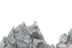 Salpinctes obsoletus