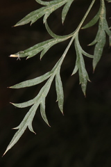 Daucus carota maximus