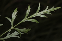 Daucus carota maximus