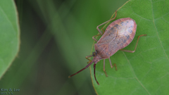 Homoeocerus dilatatus