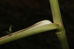 Daucus carota maximus