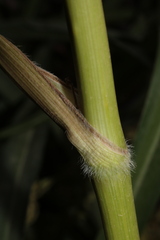 Daucus carota maximus