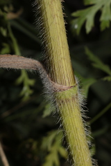 Daucus carota maximus