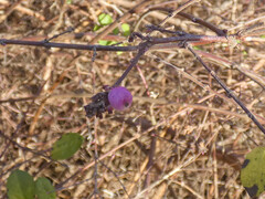 Symphoricarpos × chenaultii