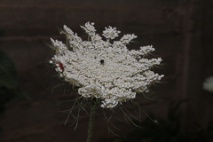 Daucus carota maximus