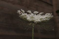 Daucus carota maximus
