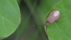 Homoeocerus dilatatus