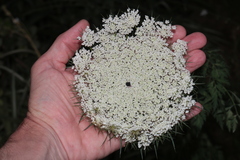 Daucus carota maximus