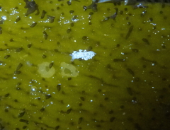 Eubranchus rustyus