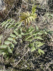 Sorbaria sorbifolia