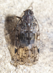 Melanoliarus placitus