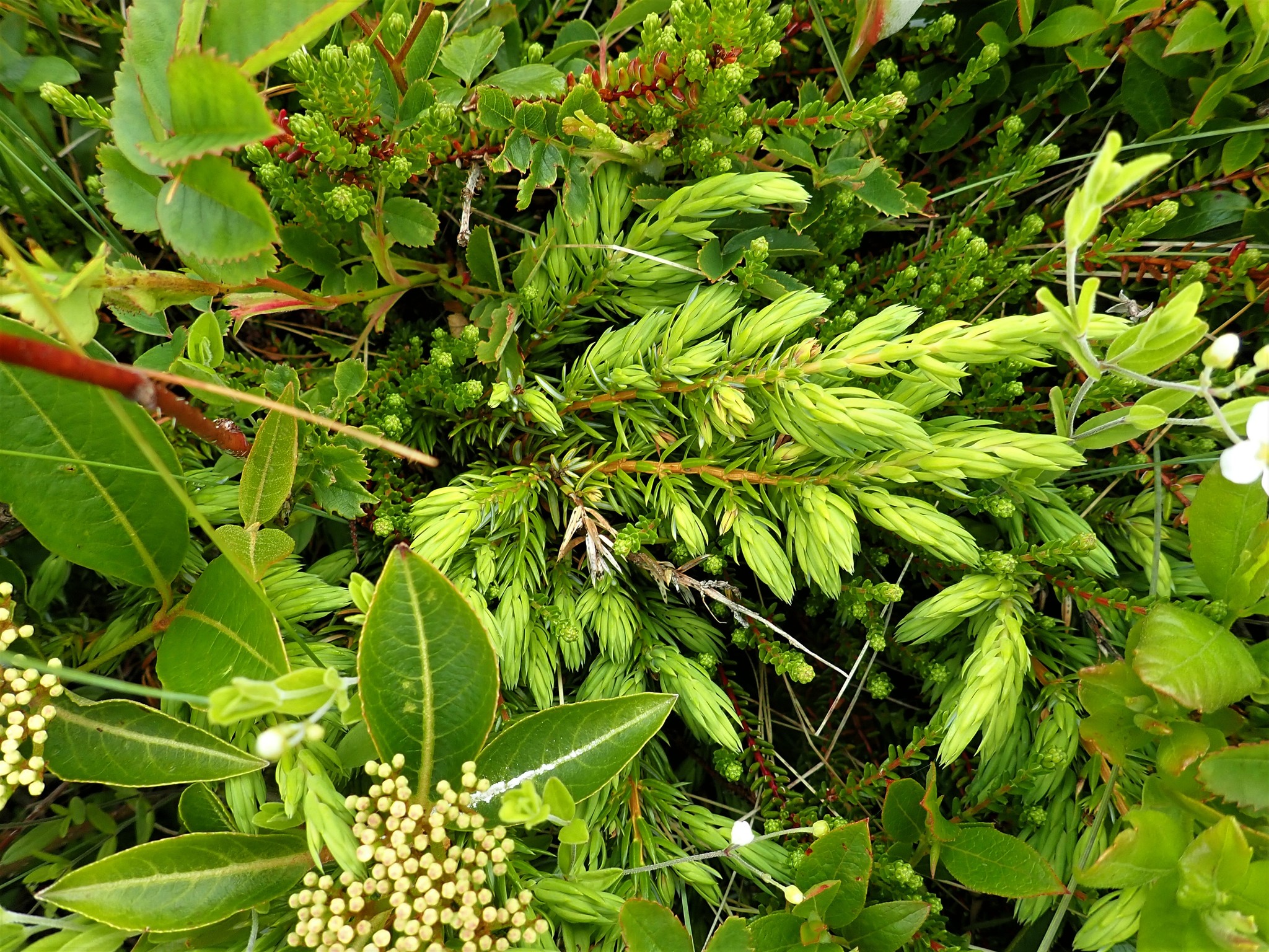 Juniperus communis var. megistocarpa