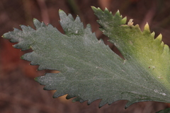 Kundmannia sicula image