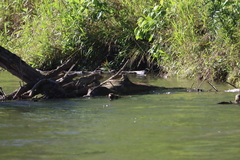 Graptemys ouachitensis