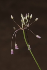 Allium trichocnemis