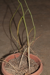 Allium trichocnemis