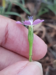 Eudianthe coeli-rosa image