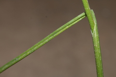 Allium trichocnemis
