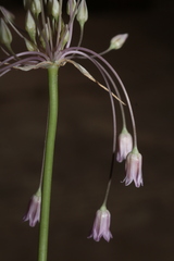 Allium trichocnemis