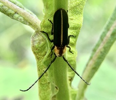 Hemierana marginata marginata