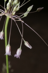 Allium trichocnemis