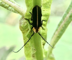 Hemierana marginata marginata