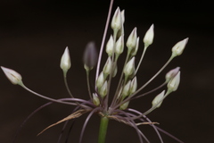 Allium trichocnemis